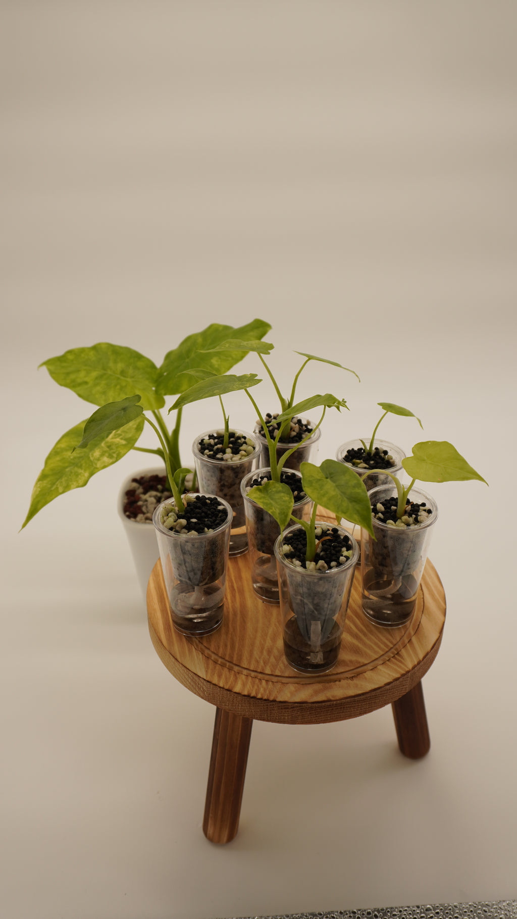 Alocasia Gageana Aurea (Growers choice)