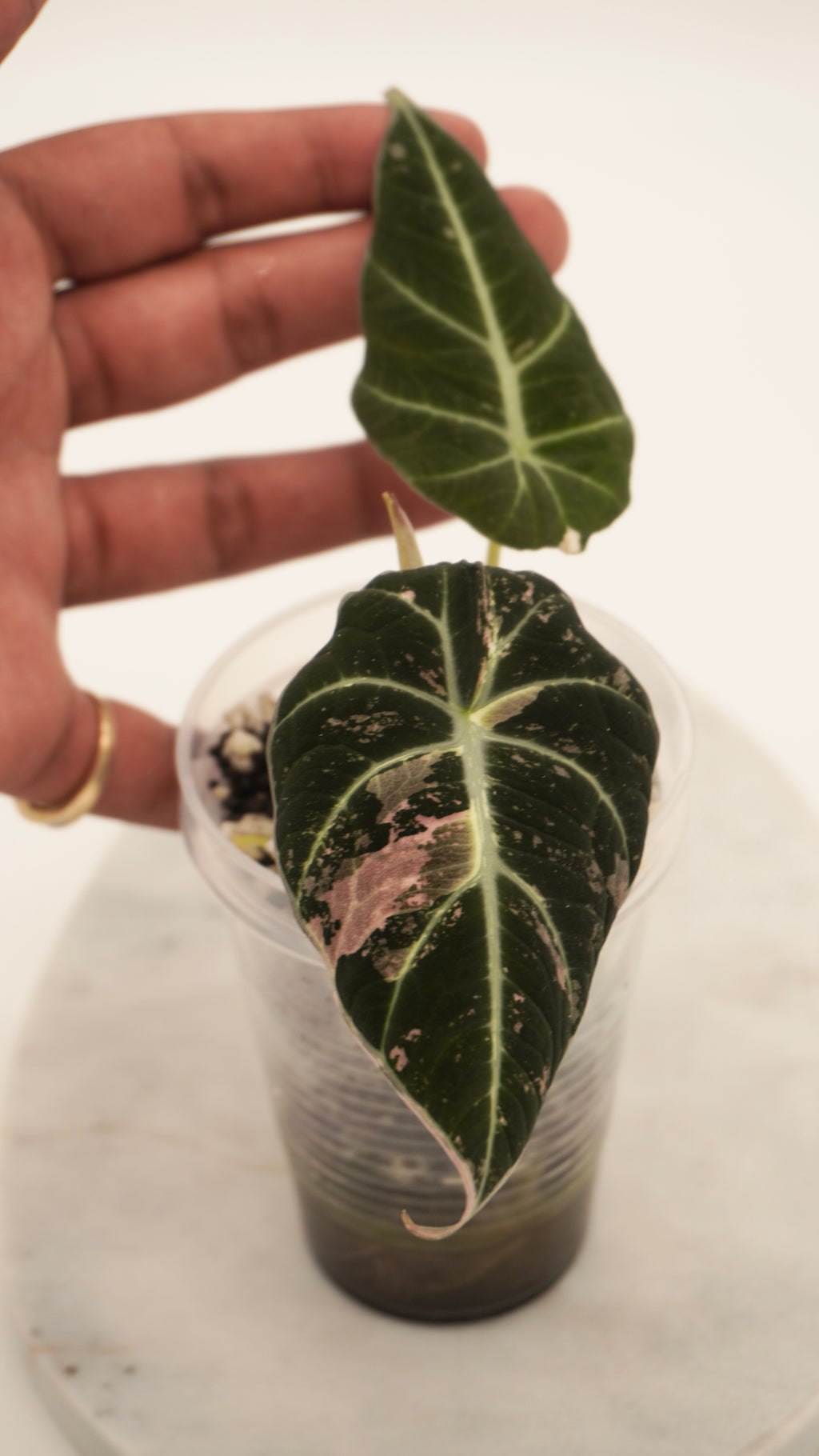Alocasia Pink Black Velvet