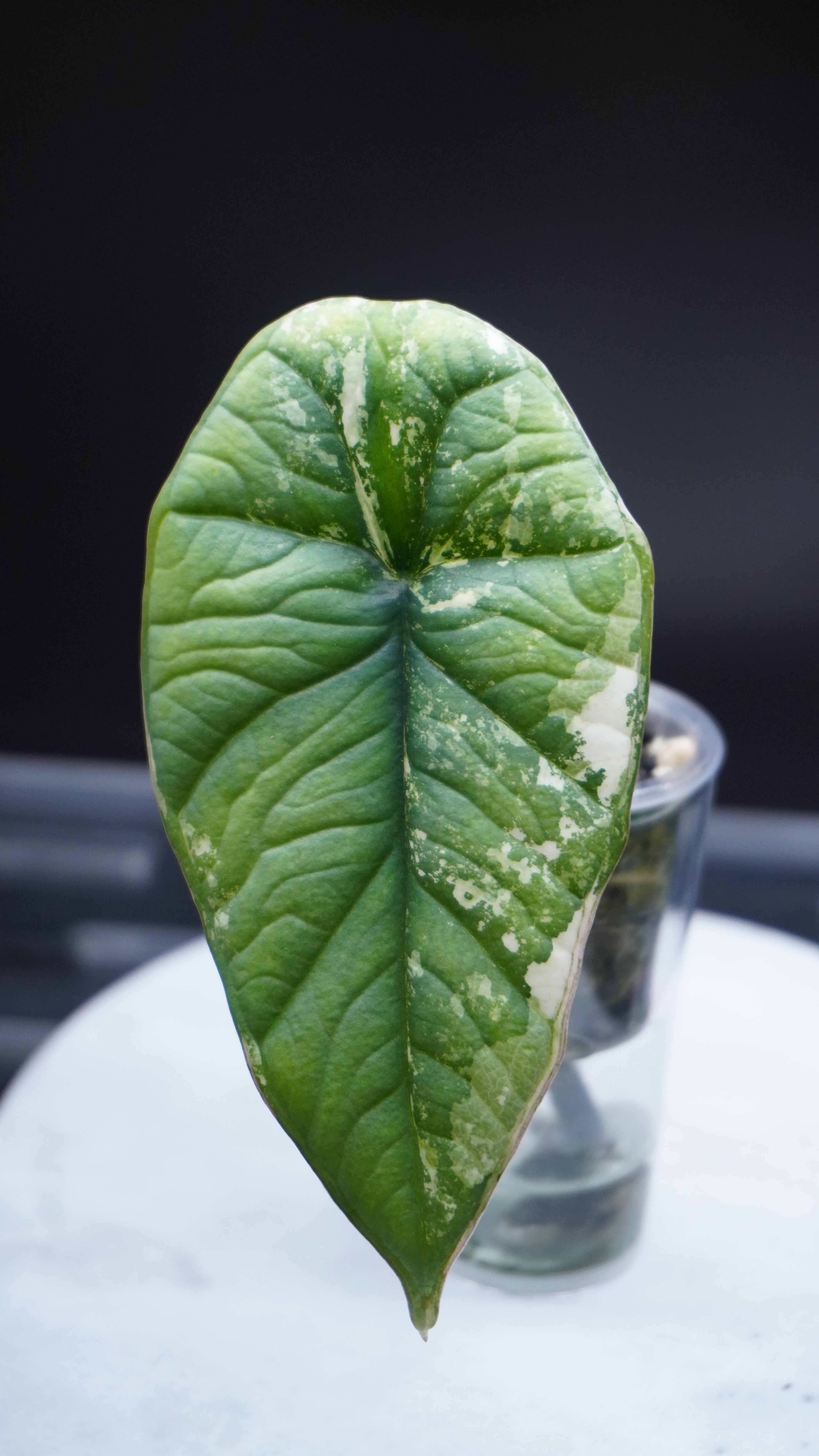 Alocasia Bisma Platinum albo