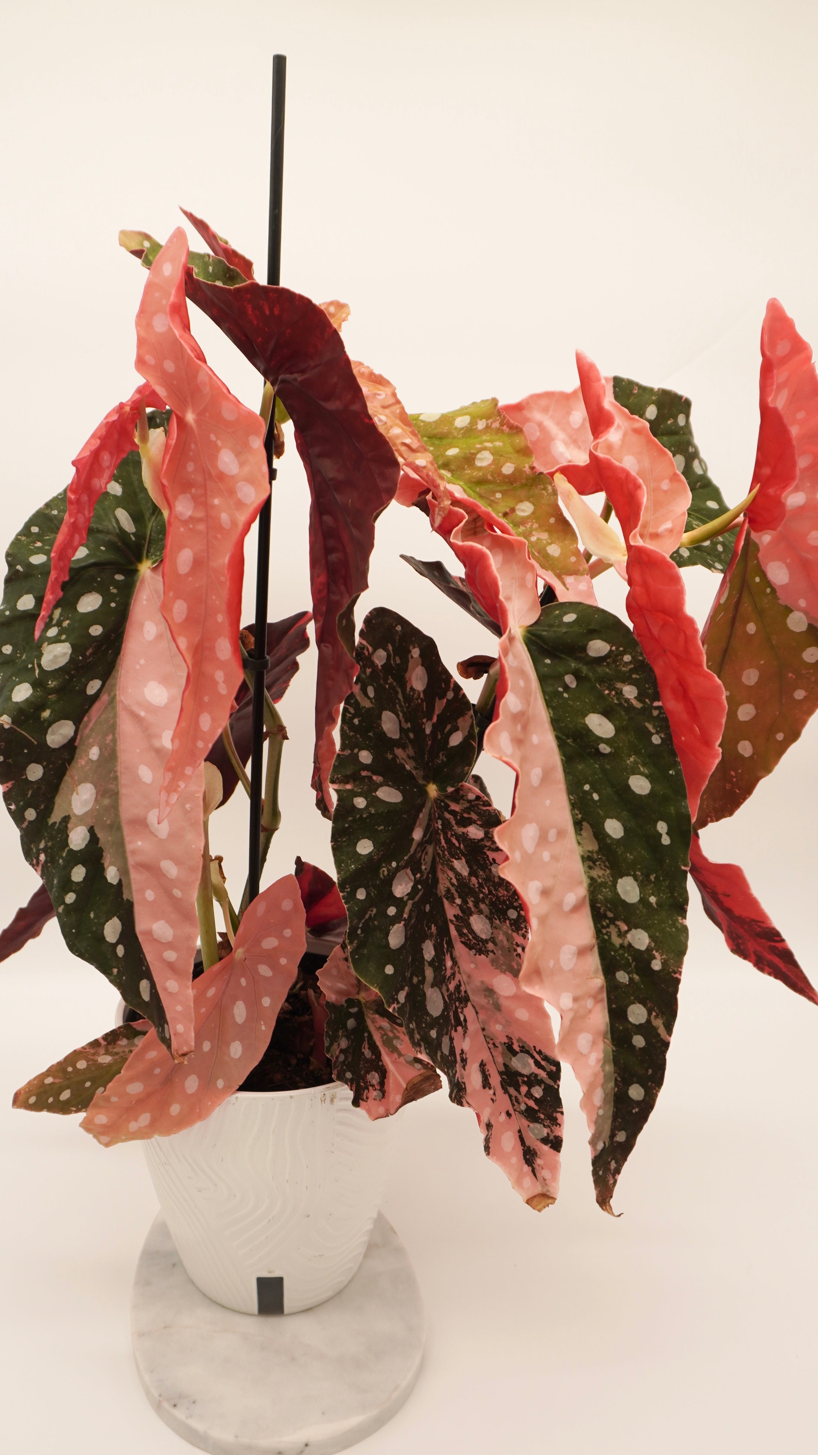 Pink Begonia Maculata