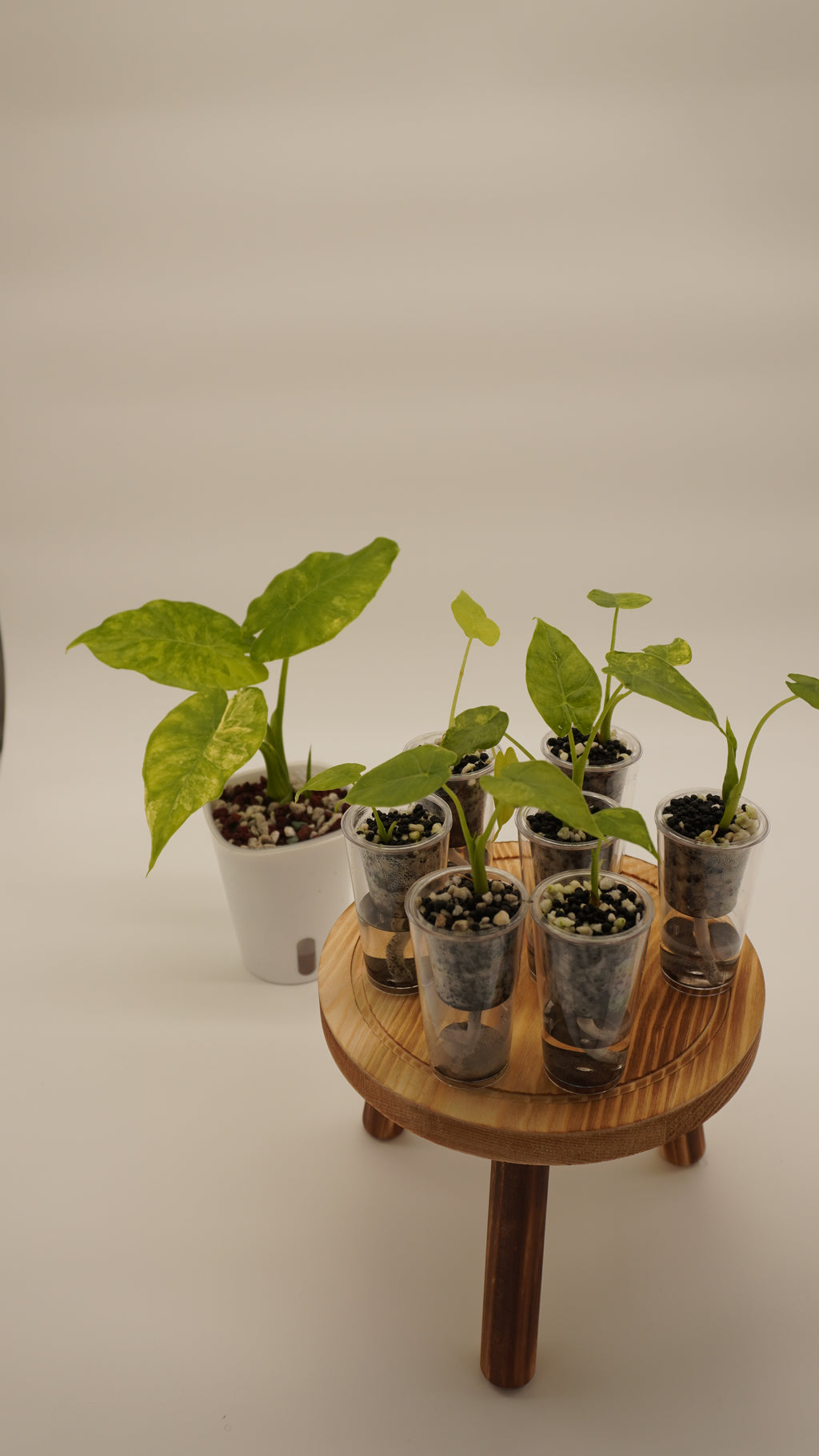 Alocasia Gageana Aurea (Growers choice)