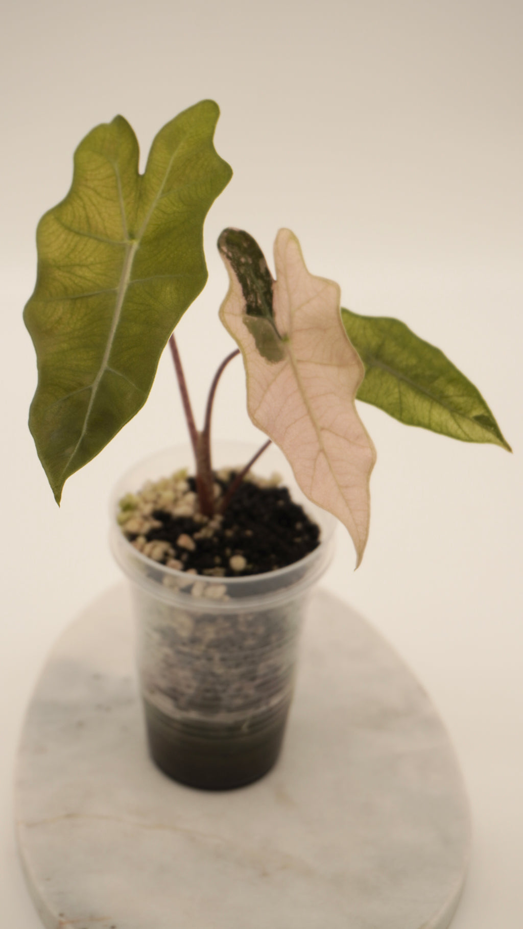 Alocasia Pink Psuedo Sanderiana