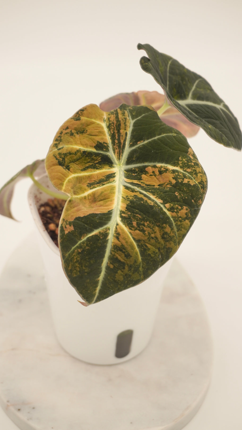 Alocasia Gold Black Velvet CORM