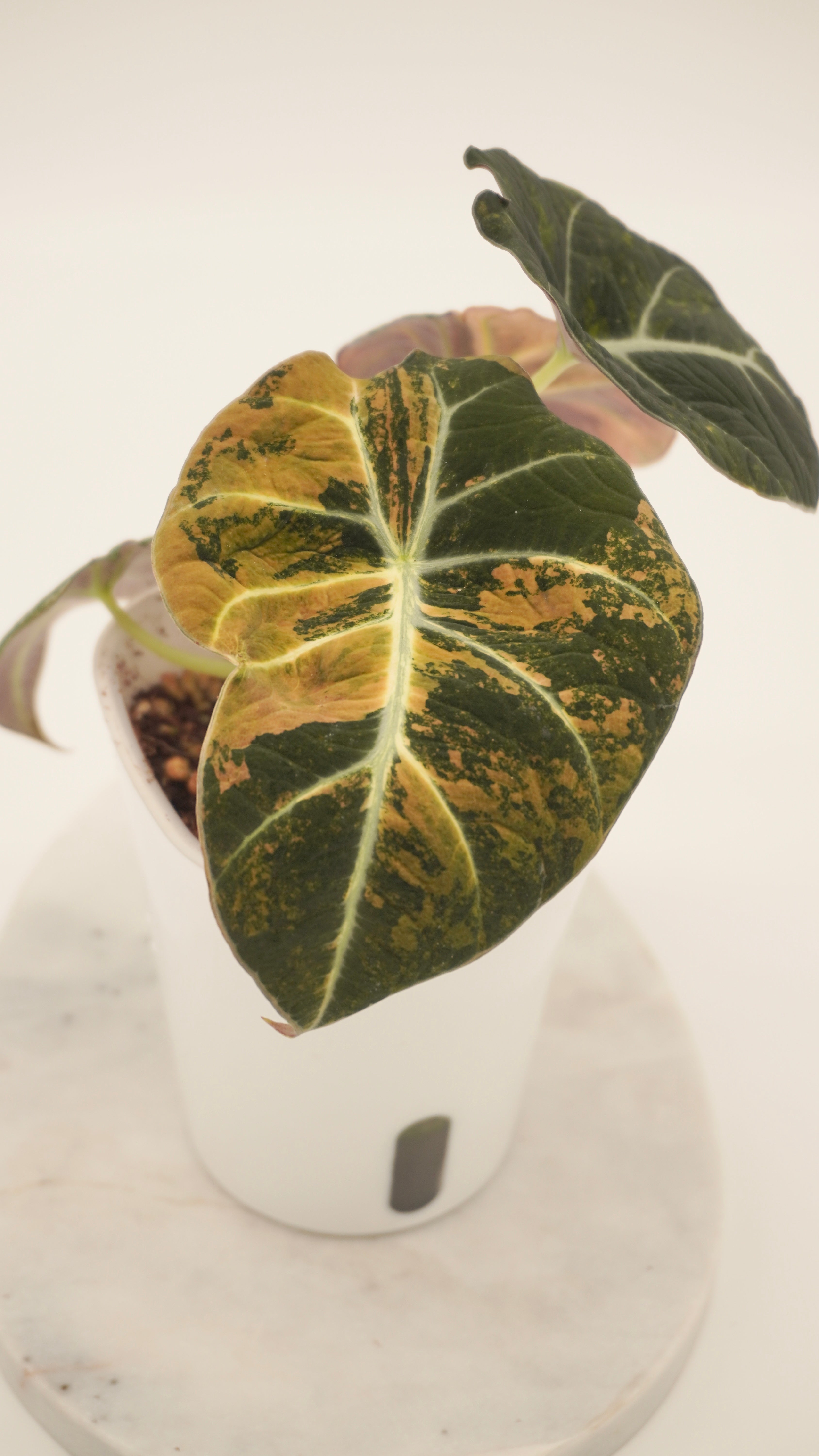 Alocasia Gold Black Velvet CORM