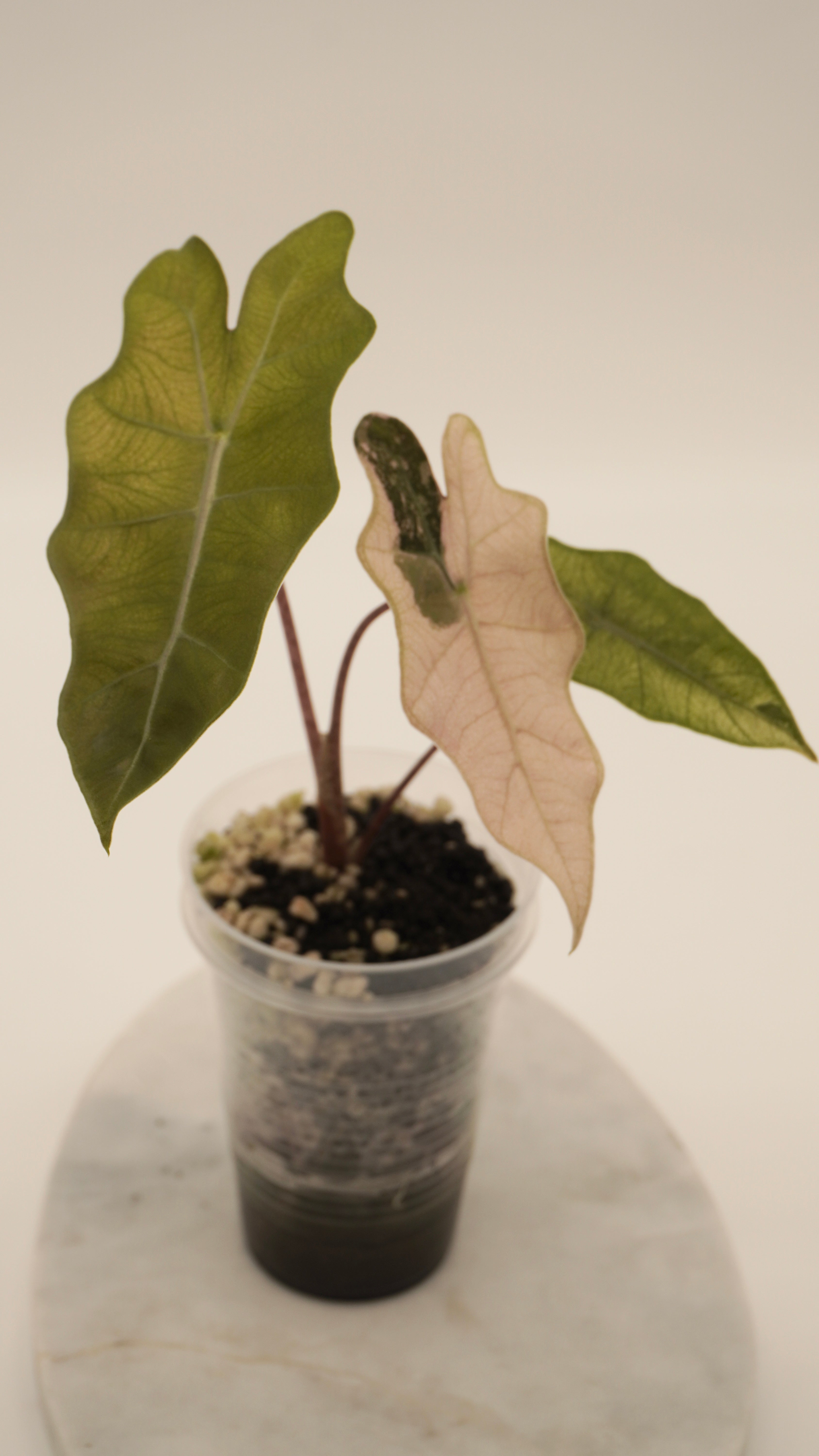 Alocasia Pink Psuedo Sanderiana