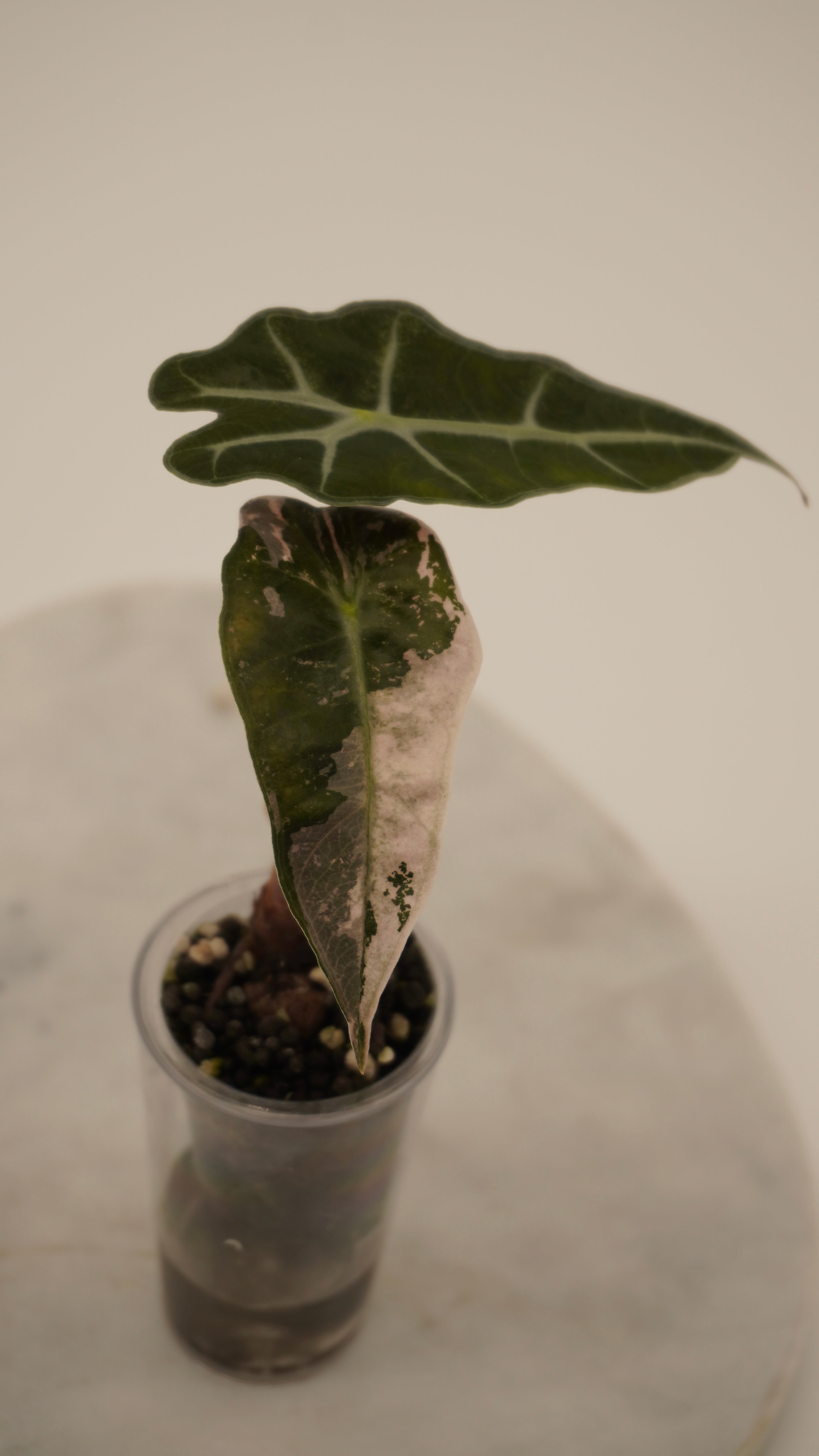 Alocasia Pink Amazonica “Thai”