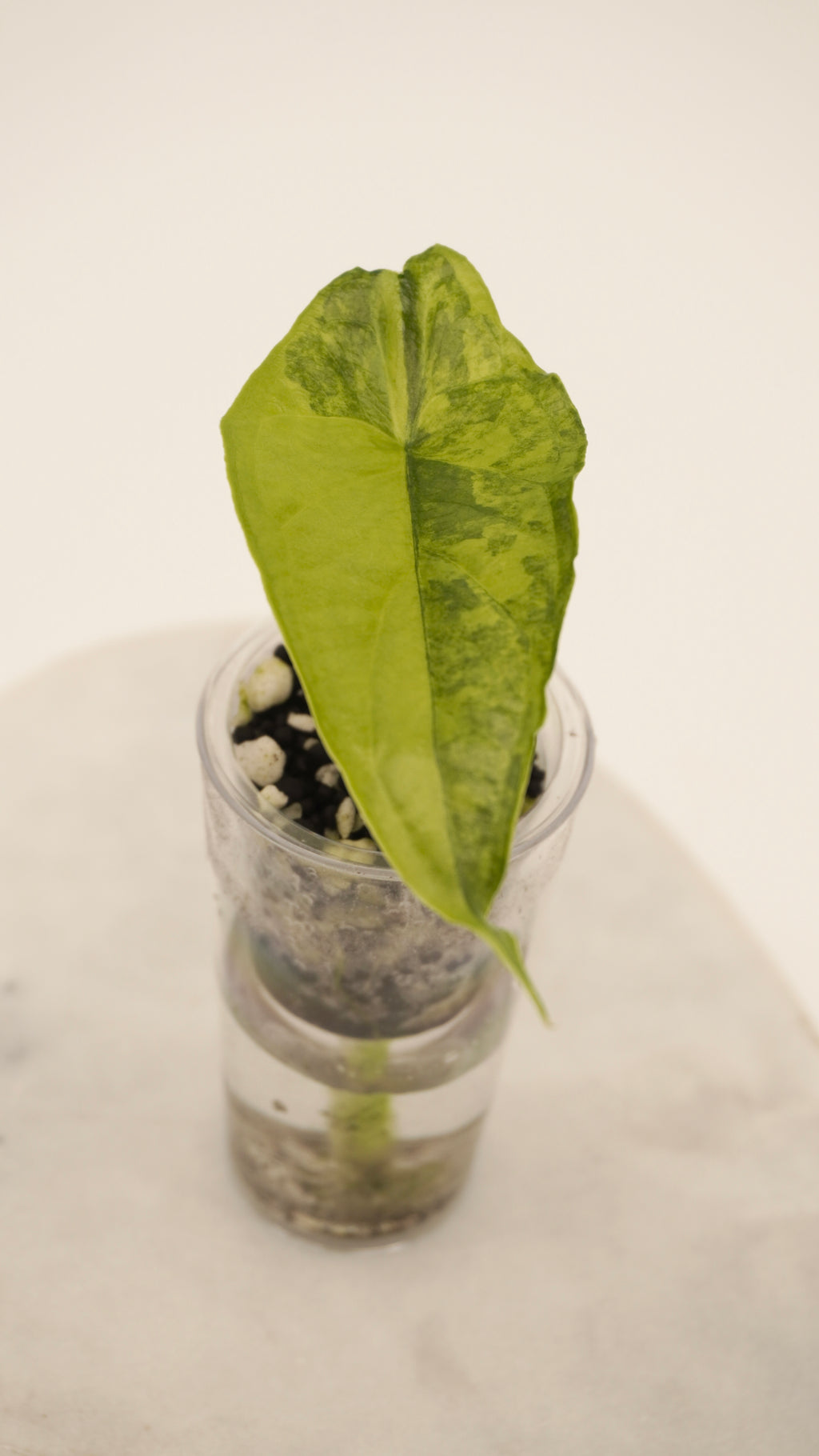 Alocasia Dragons Breath Aurea
