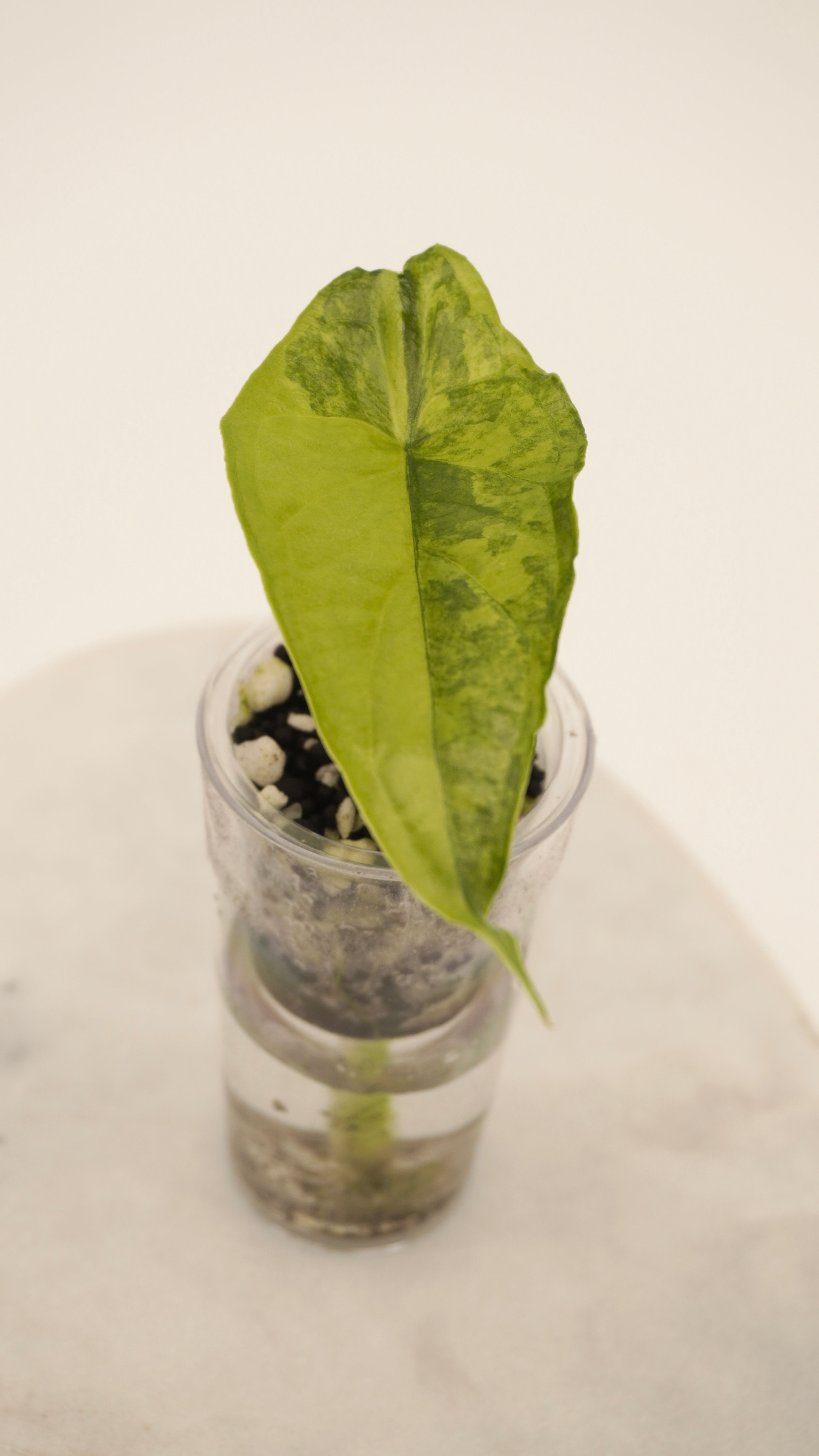 Alocasia Dragons Breath Aurea