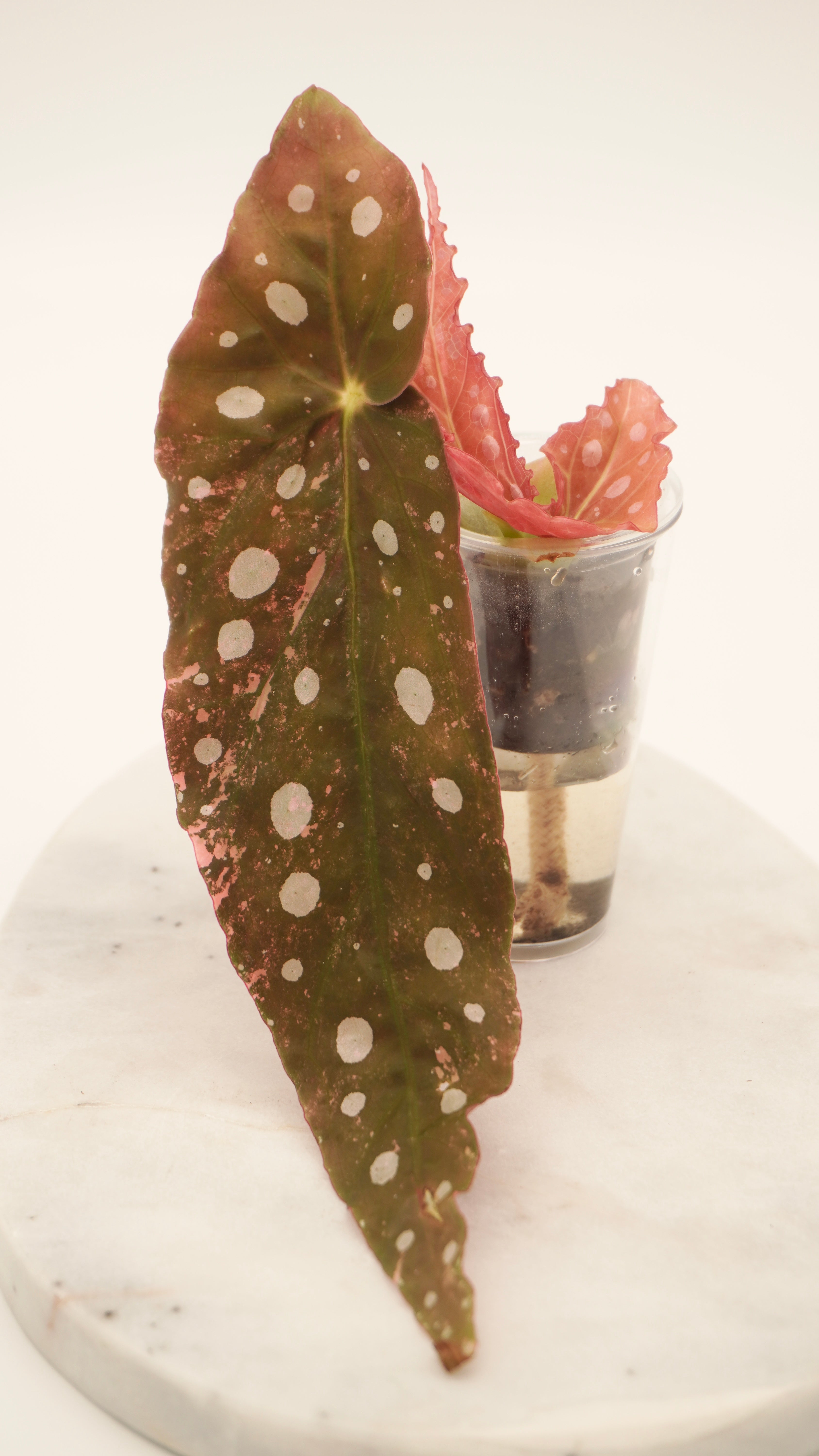 Pink Begonia Maculata
