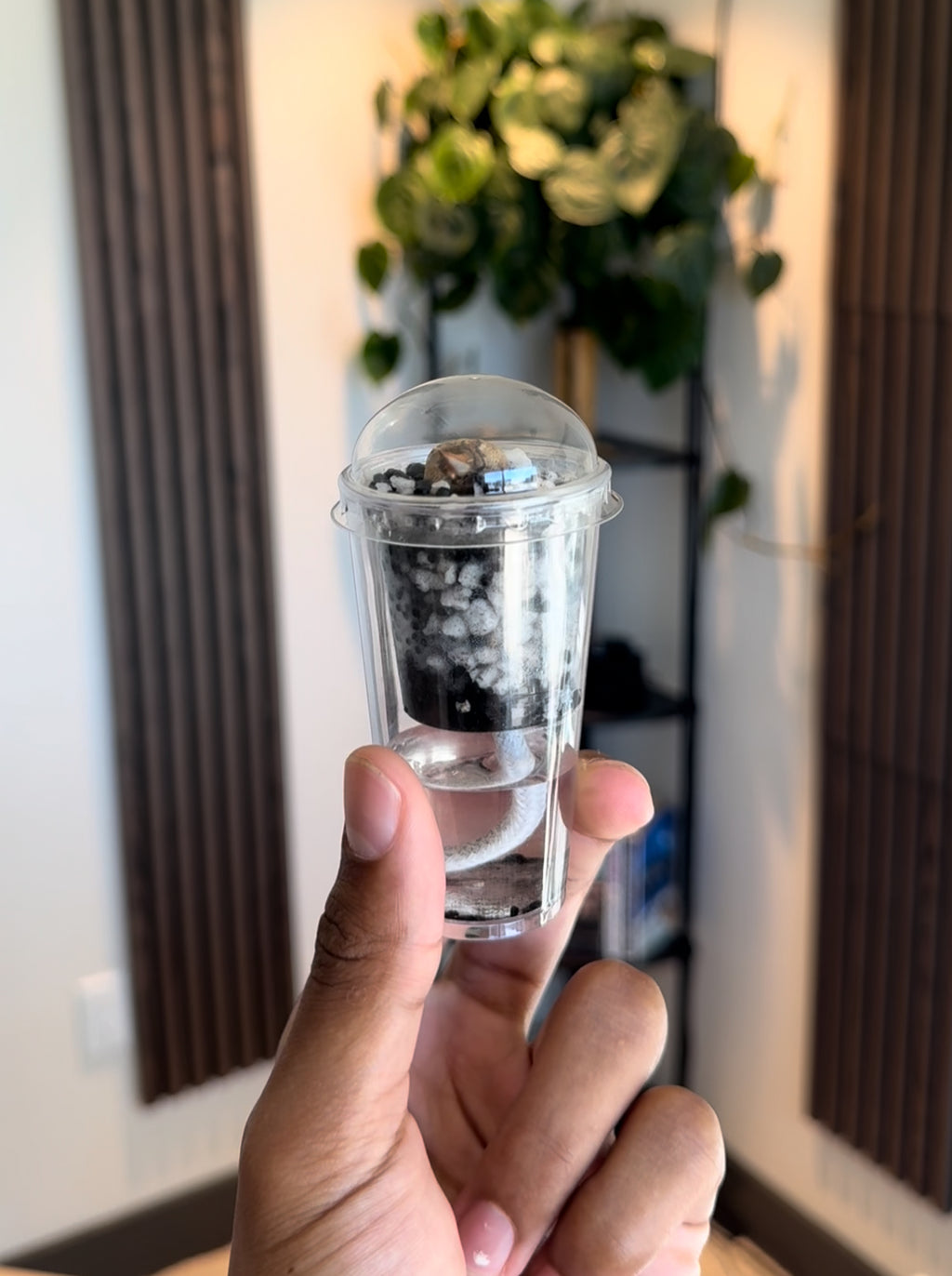 Self-Watering Corm Cup with Dome