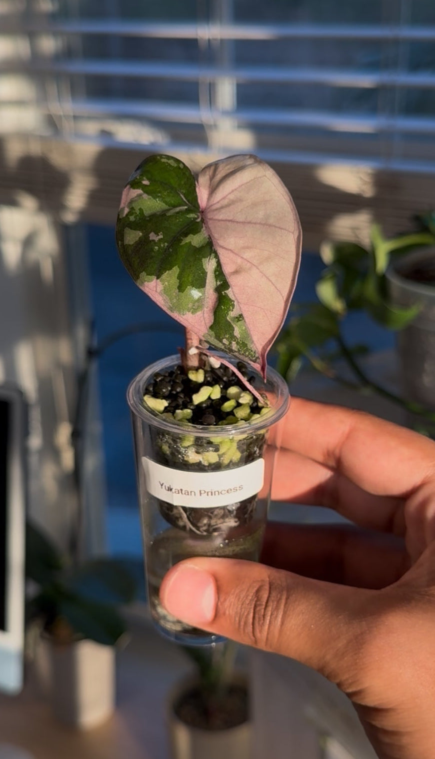 Self-Watering Corm Cup with Dome