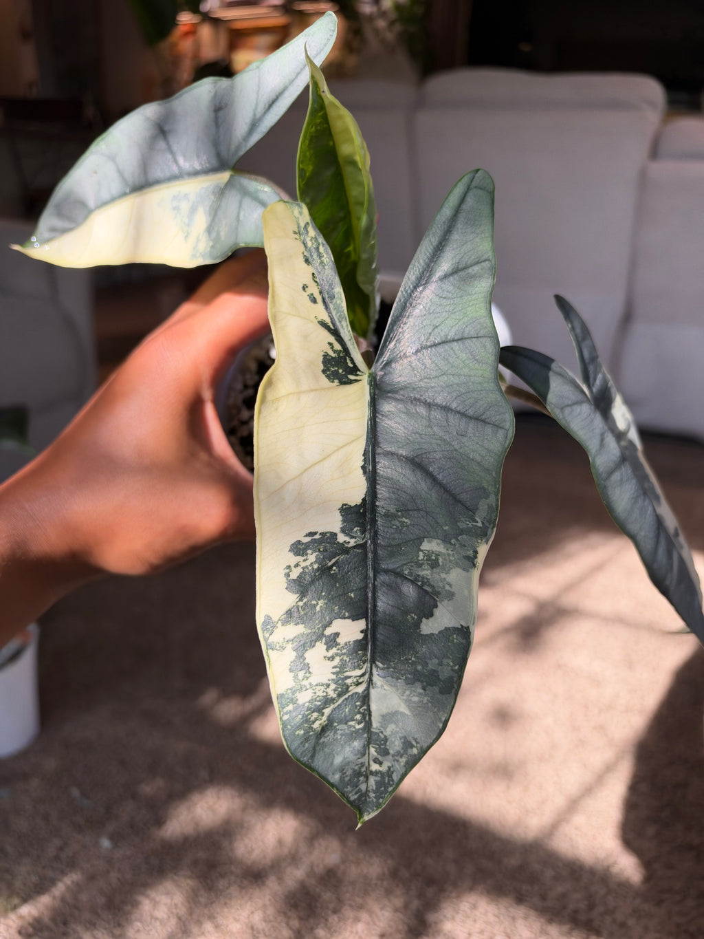 Alocasia heterophylla 'Metallic Blue' Albo CORM