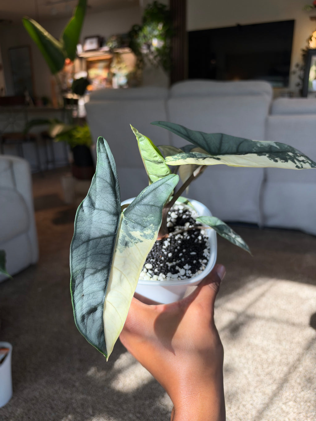 Alocasia heterophylla 'Metallic Blue' Albo CORM