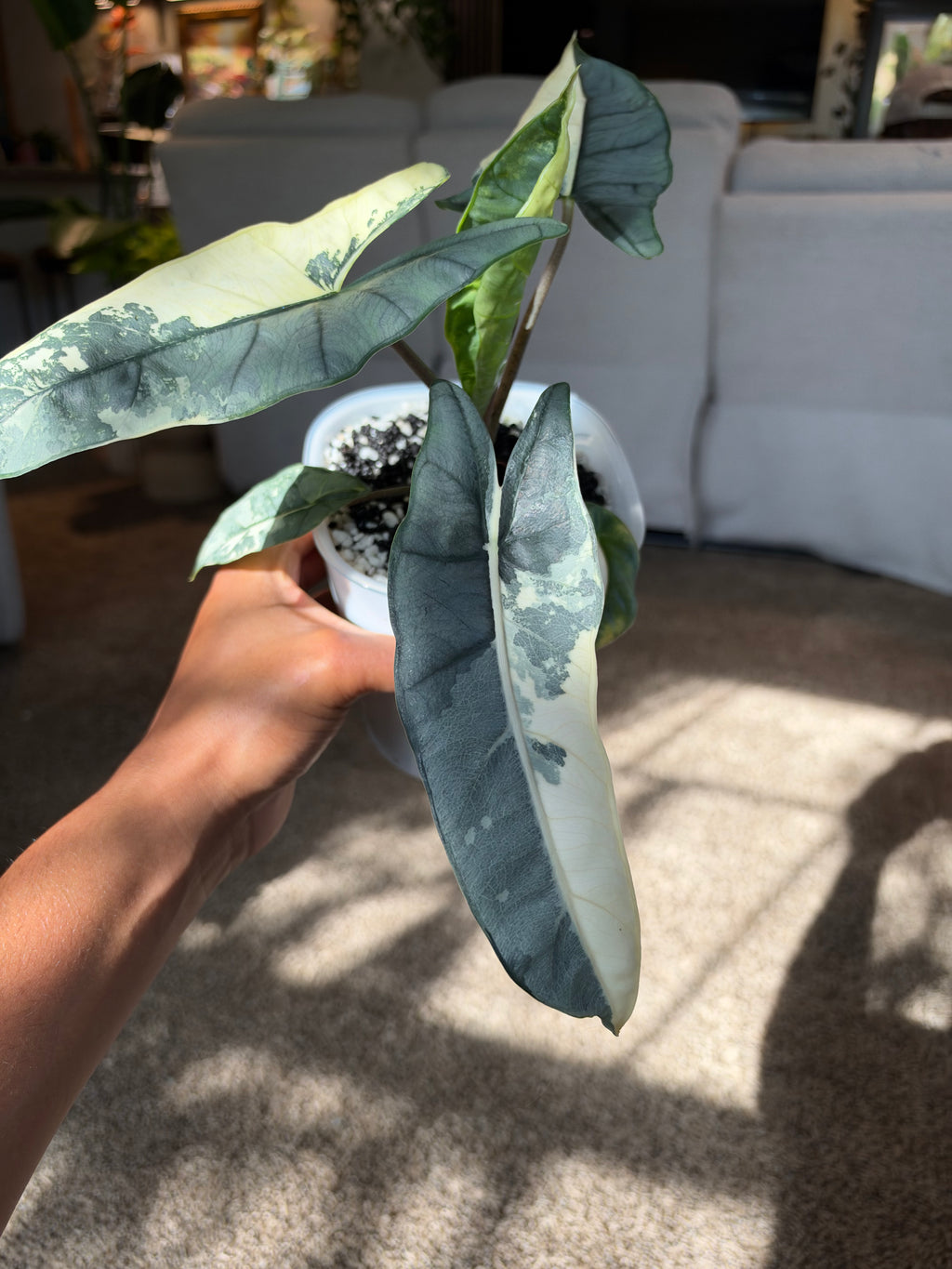 Alocasia heterophylla 'Metallic Blue' Albo CORM