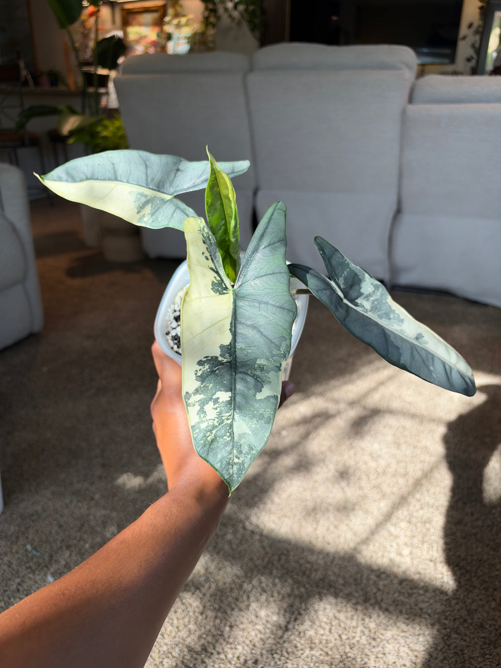Alocasia heterophylla 'Metallic Blue' Albo CORM