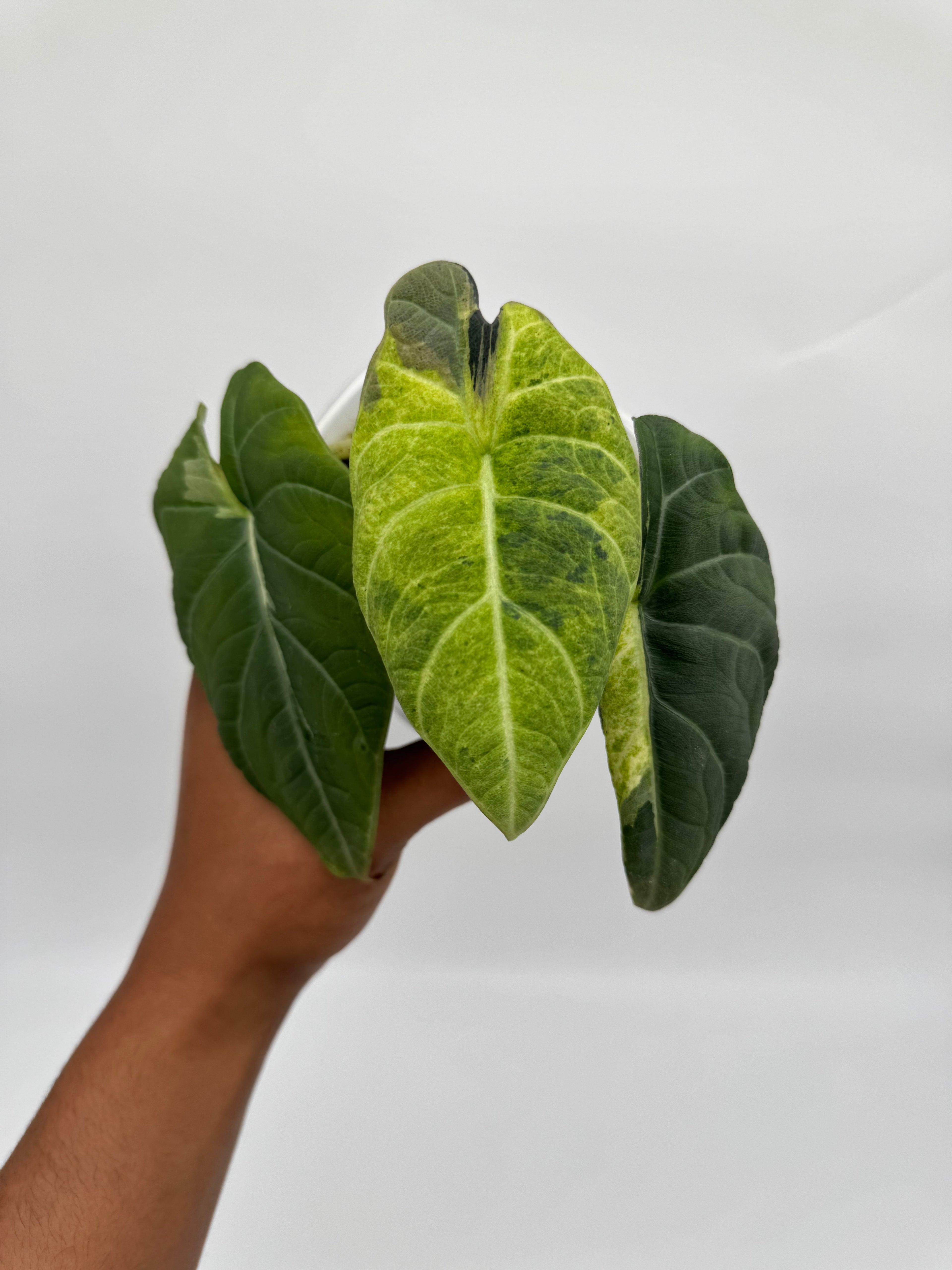 Alocasia Maharani Lava