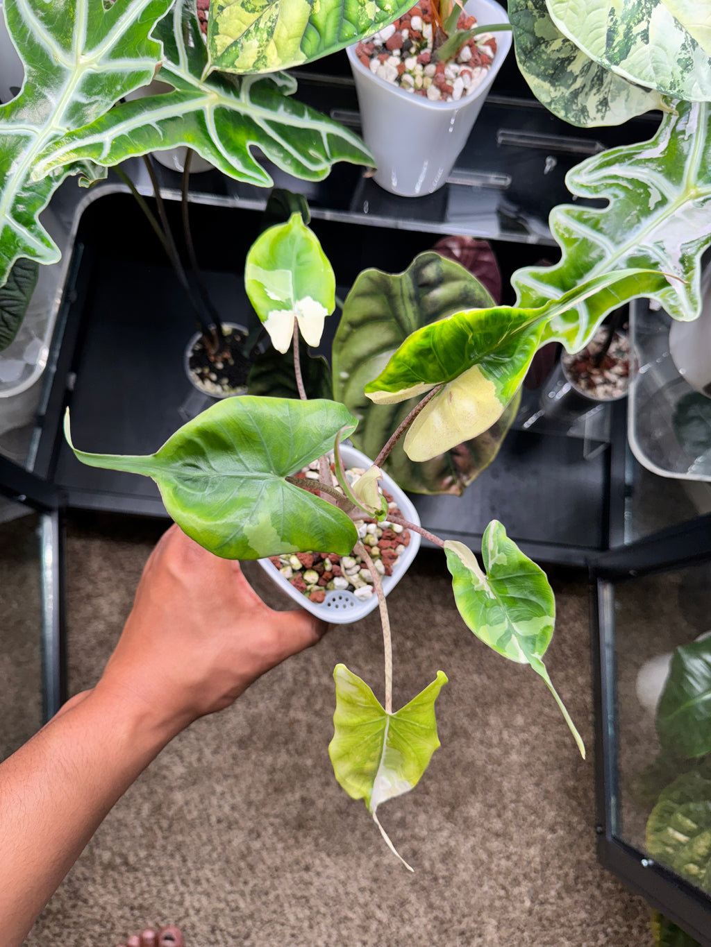 Alocasia Stingray Albo