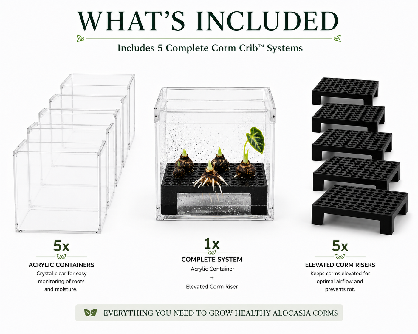 Corm Crib™ – 5 Pack Alocasia Corm Riser Bundle