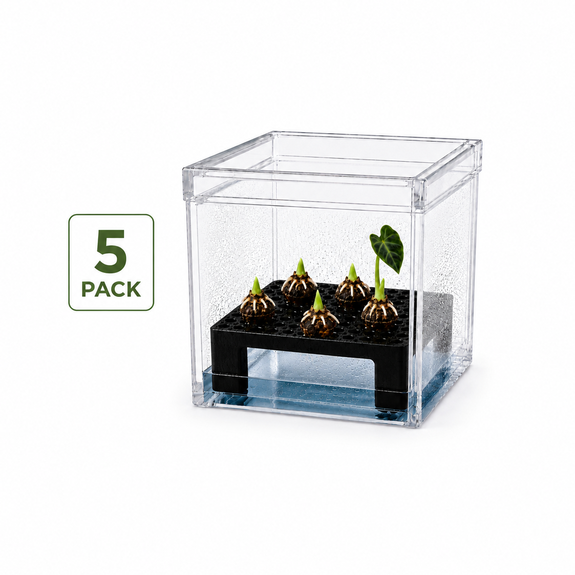 Corm Crib™ – 5 Pack Alocasia Corm Riser Bundle