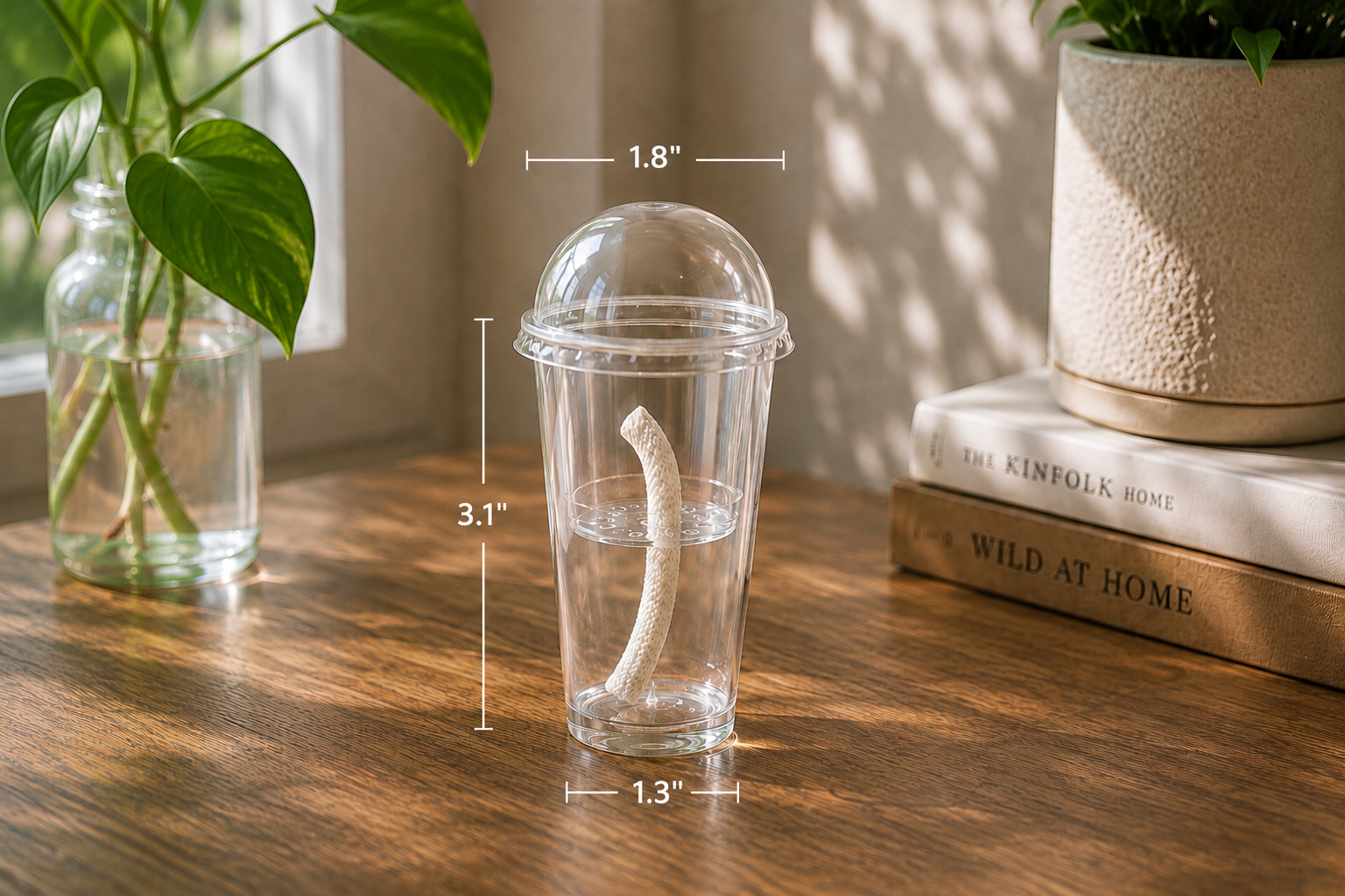 Self-Watering Corm Cup with Dome