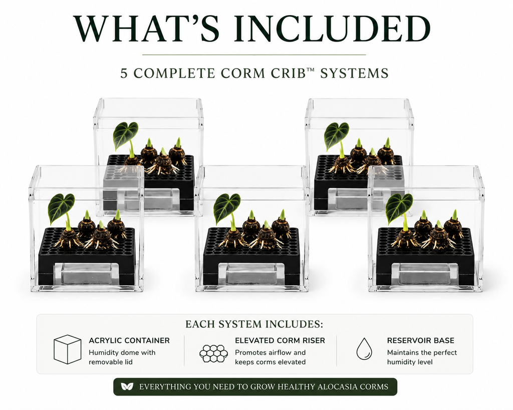 Corm Crib™ — 5-Pack