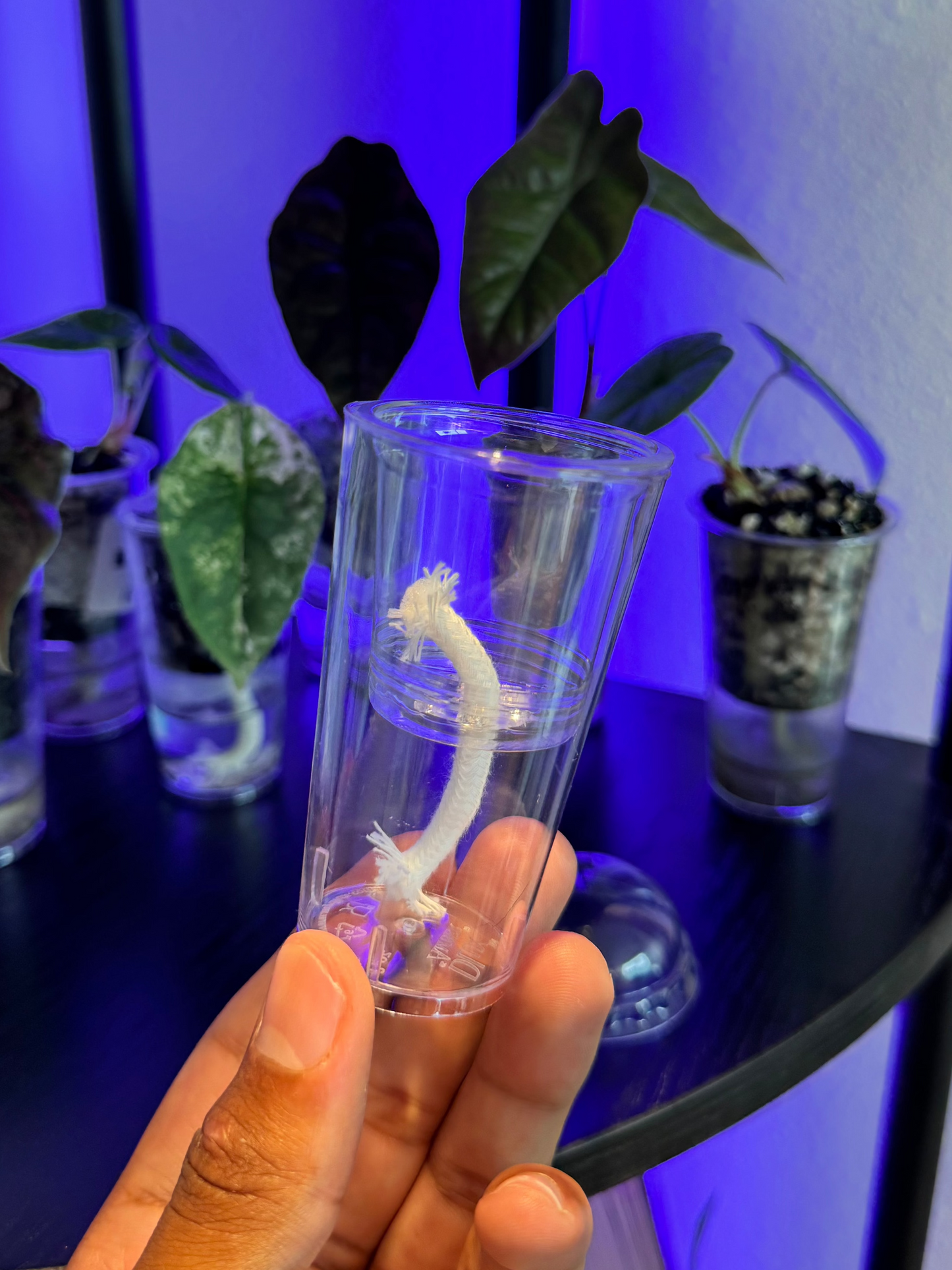 Small Self-Watering Seed Starter Cup
