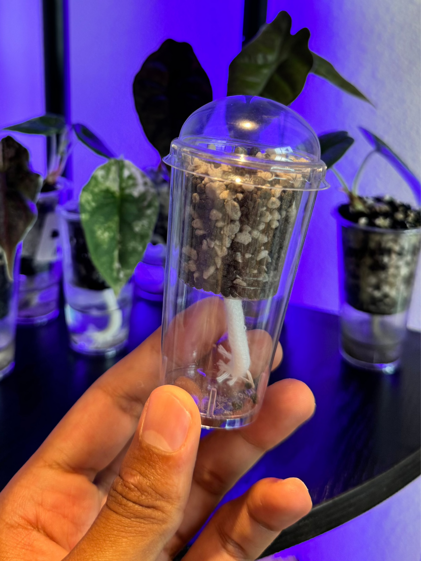 Small Self-Watering Seed Starter Cup + Pre-Measured Premium Substrate