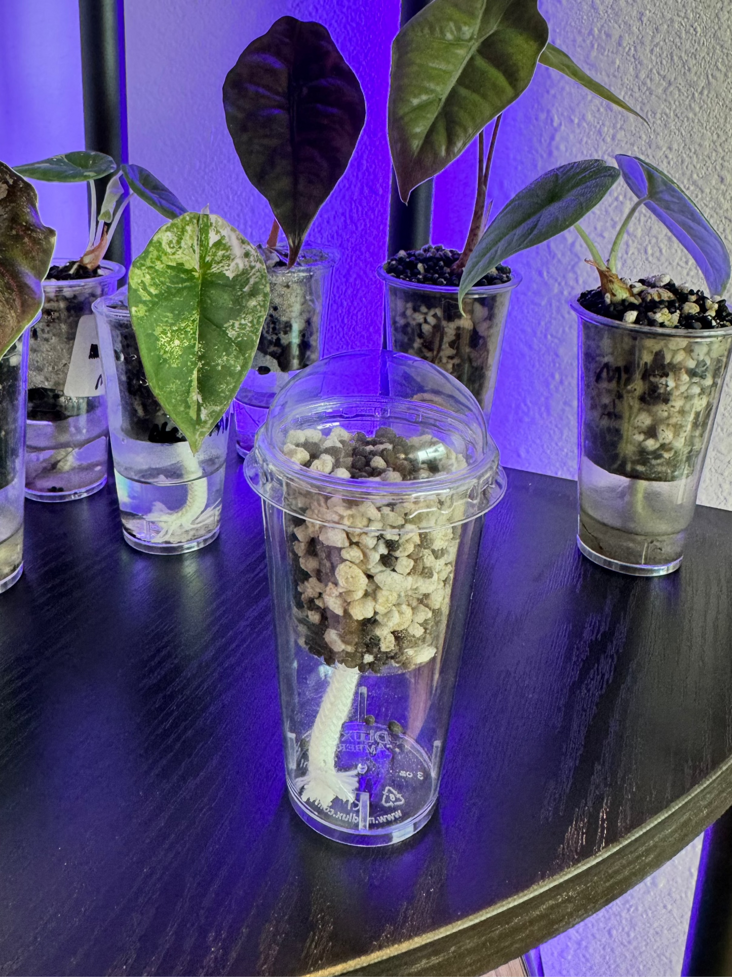 Small Self-Watering Seed Starter Cup + Pre-Measured Premium Substrate