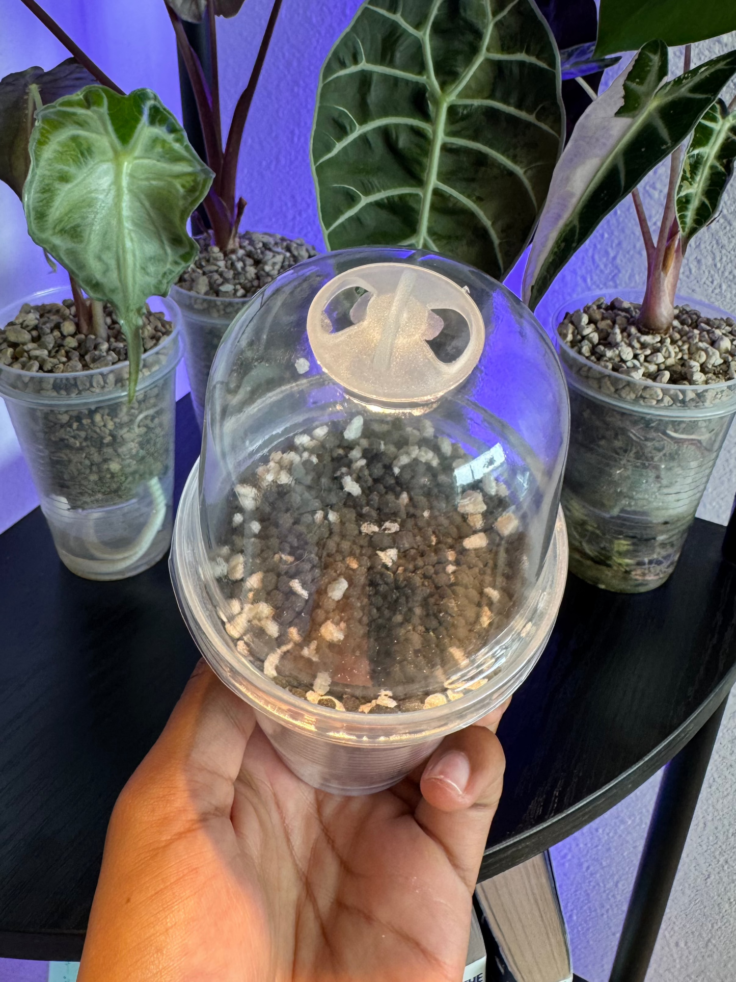 Large 3-inch Self-Watering Cup + Dome + Premium Substrate
