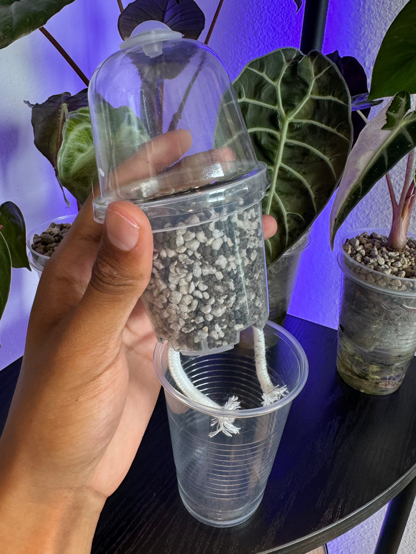 Large 3-inch Self-Watering Cup + Dome + Premium Substrate