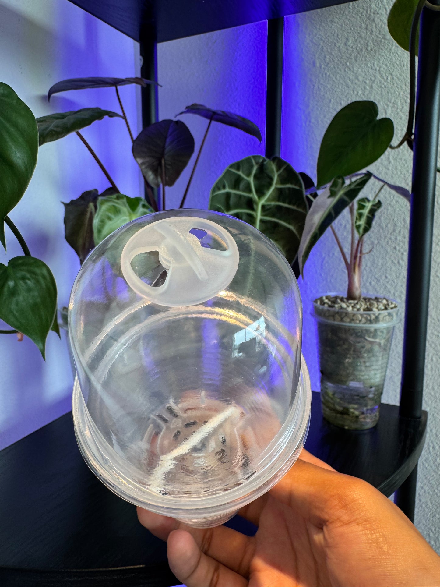 3-inch Self-Watering Cup