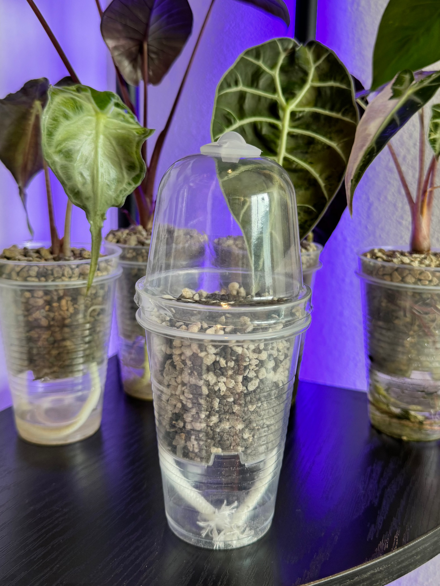 Large 3-inch Self-Watering Cup + Dome + Premium Substrate