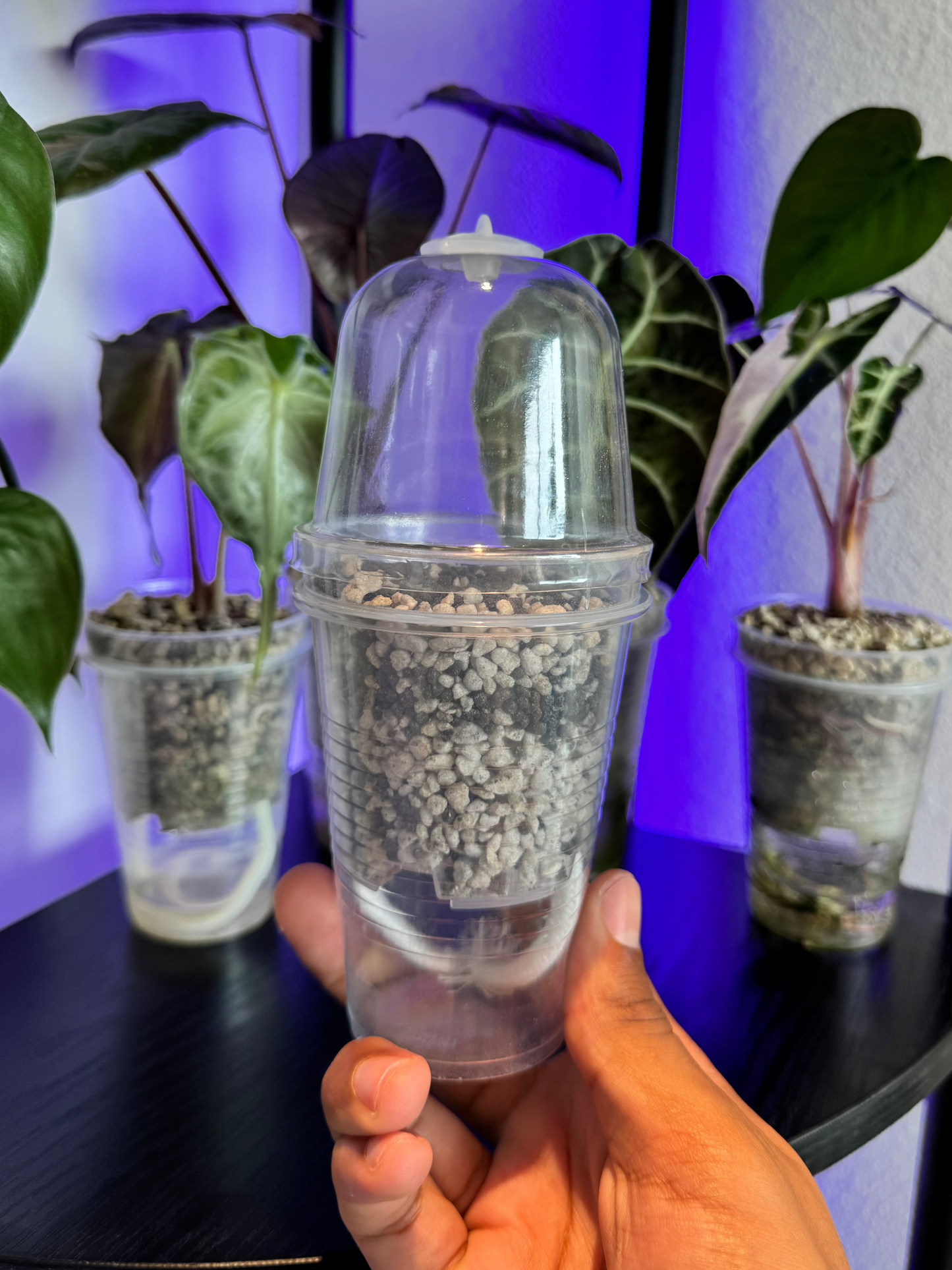 Large 3-inch Self-Watering Cup + Dome + Premium Substrate